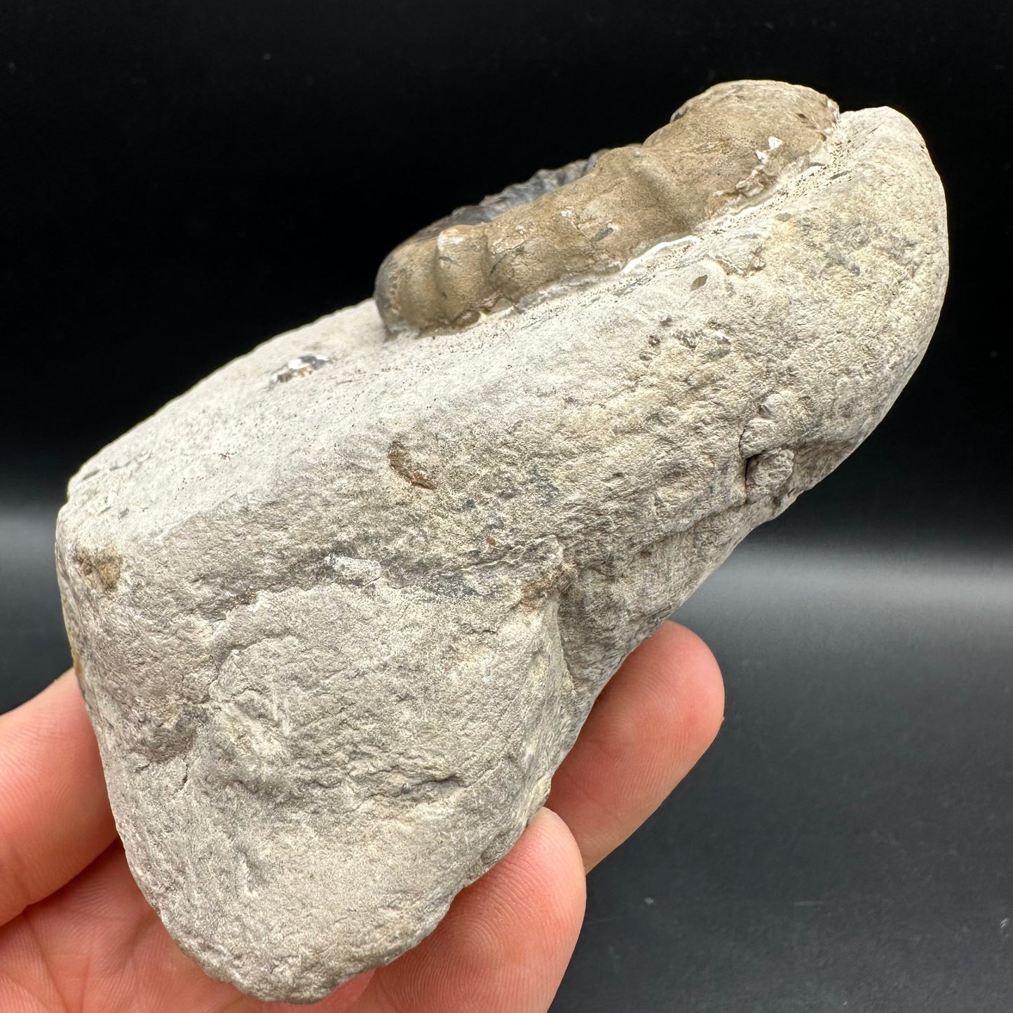 Androgynoceras maculatum Ammonite fossil with gift box and stand - Whitby, North Yorkshire Jurassic Coast Yorkshire Fossils