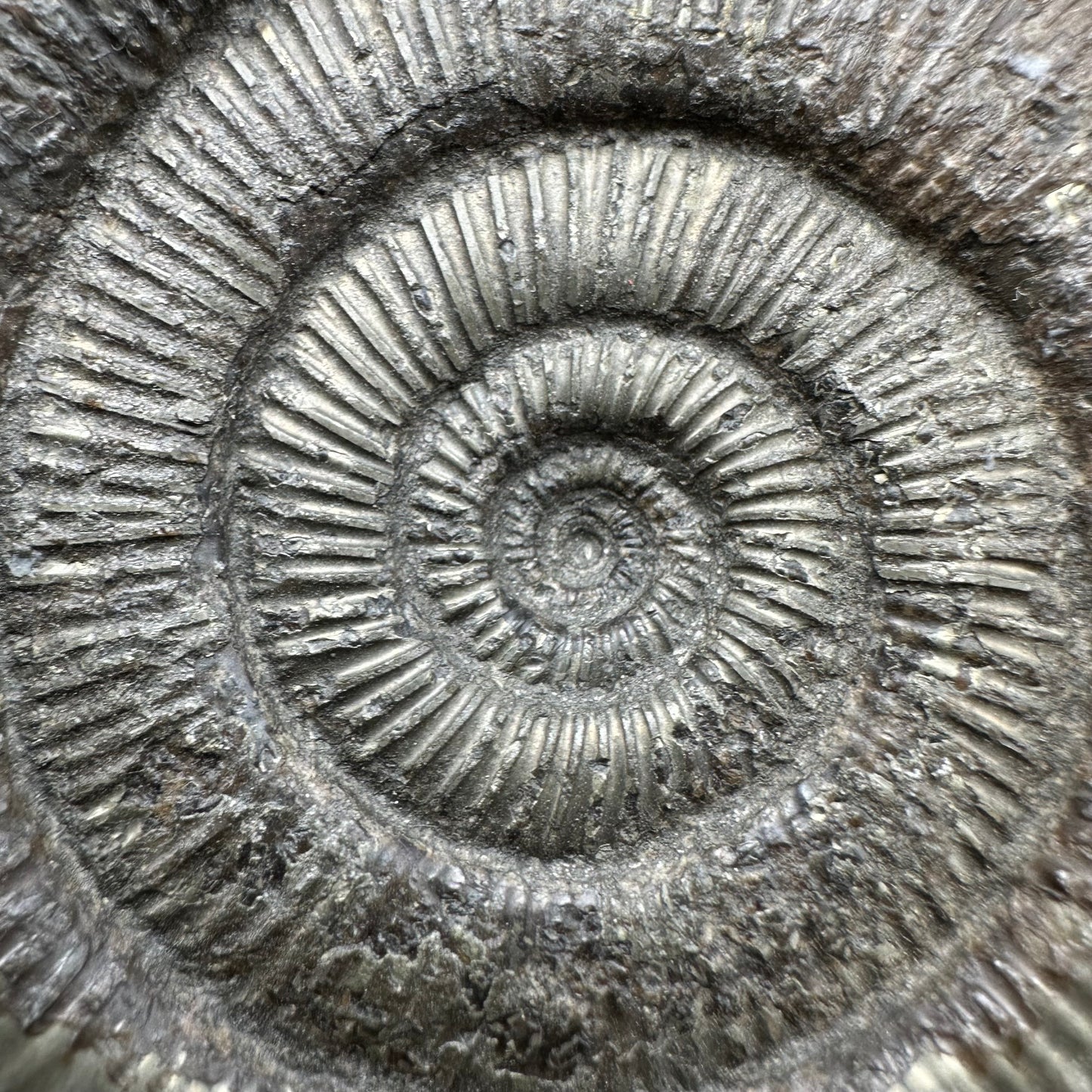 Dactylioceras semicelatum Ammonite fossil with box and stand - Whitby, North Yorkshire Jurassic Coast Yorkshire Fossils