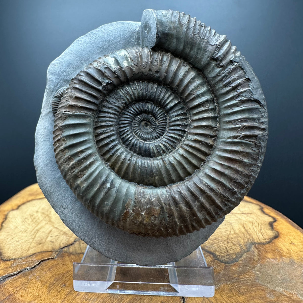 Dactylioceras Ammonite Fossil With box and Stand - Whitby, North Yorkshire Jurassic Coast Yorkshire Fossils