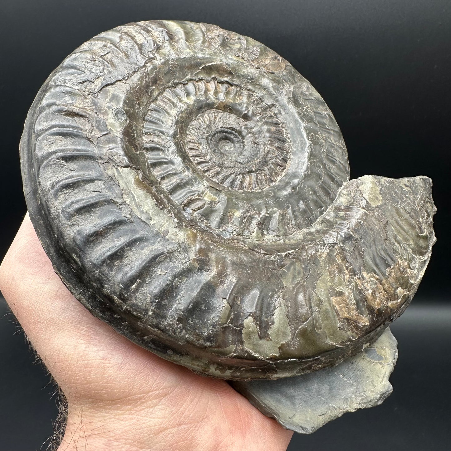 Hildoceras lusitanicum Ammonite fossil - Whitby, North Yorkshire, Jurassic Coast, Yorkshire Fossils from the Jurassic Coast