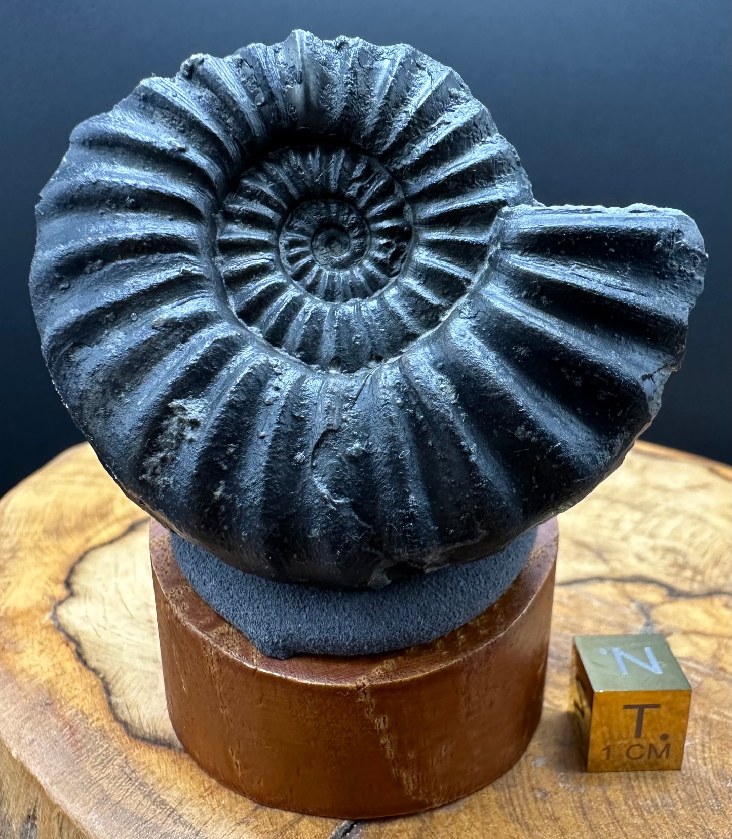 Asteroceras Ammonite fossil with box and stand - Whitby, North Yorkshire Jurassic Coast Yorkshire Fossils