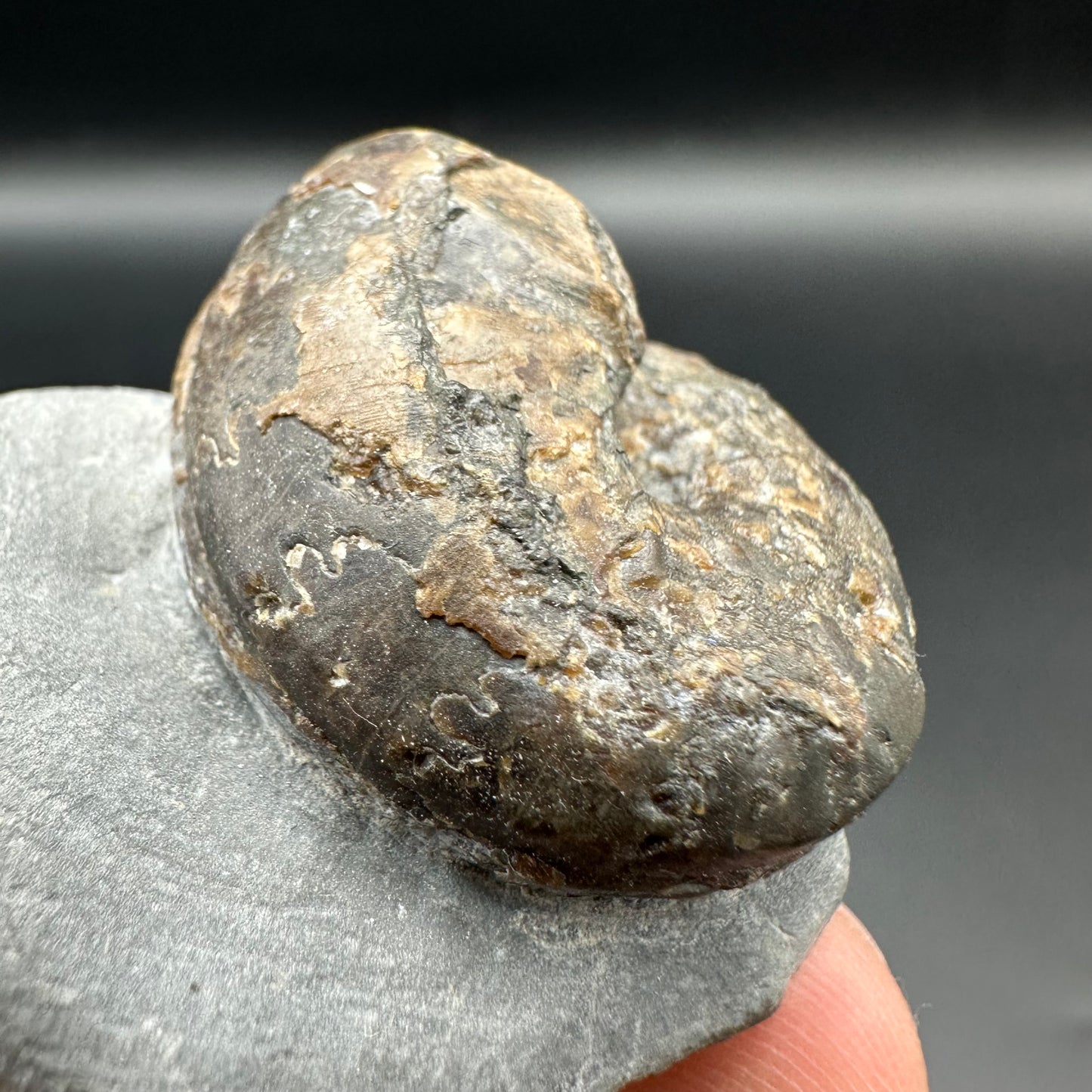 Frechiella ammonite fossil with box and stand - Whitby, North Yorkshire Jurassic Coast Yorkshire Fossil