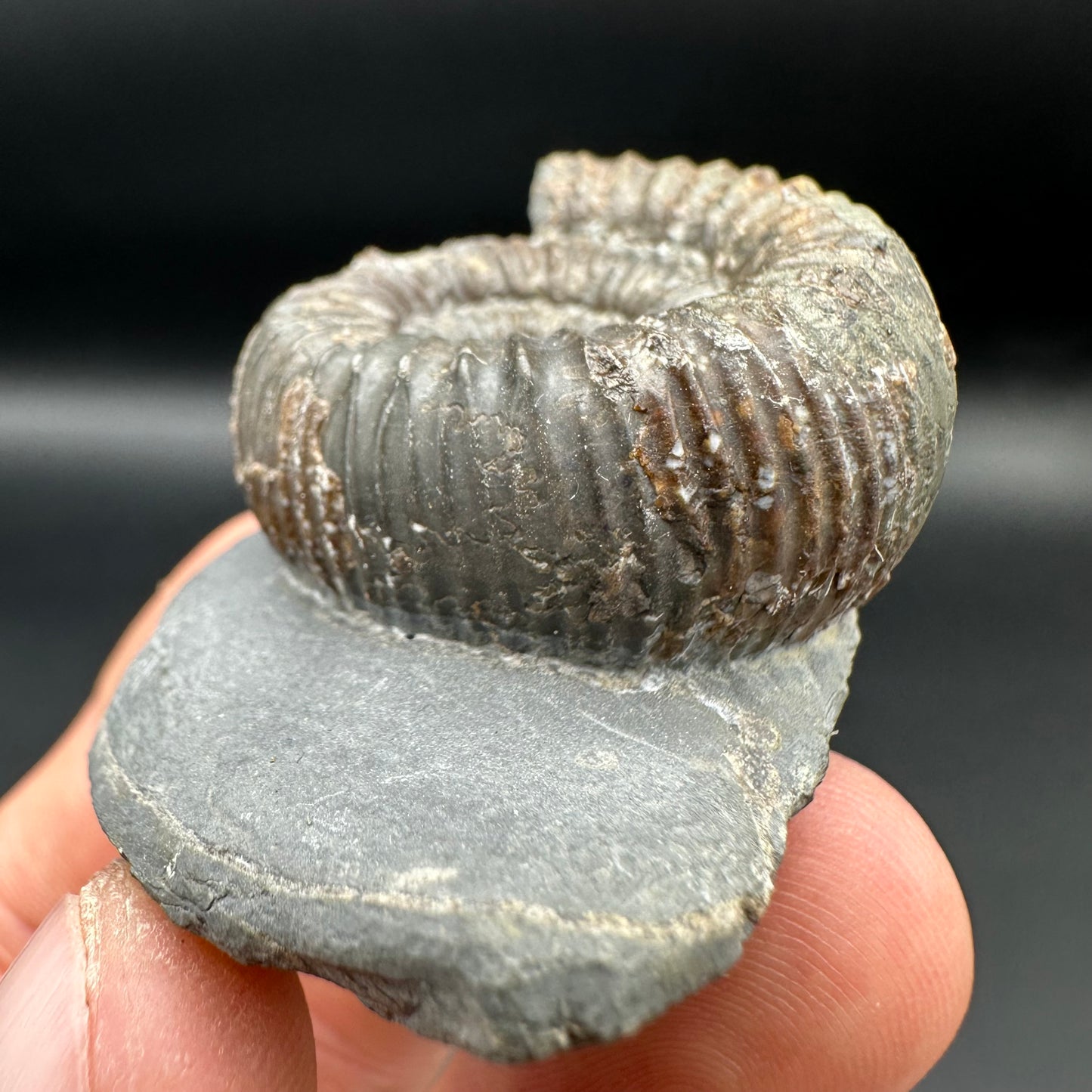 Catacoeloceras Sp. ammonite fossil with box and stand- Whitby, North Yorkshire Jurassic Coast Yorkshire Fossils