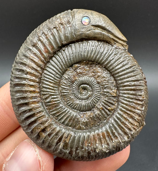 Snakestone Ammonite Fossil With Bag/Box And Stand - Whitby, North Yorkshire Jurassic Coast Yorkshire Fossils