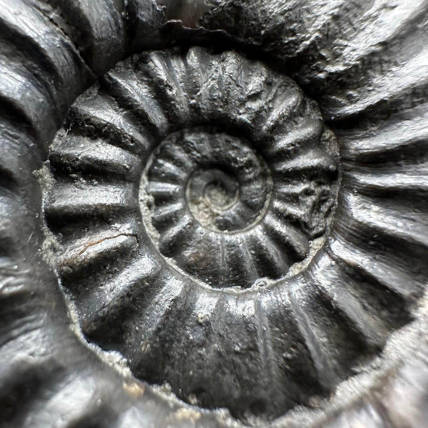 Asteroceras Ammonite fossil with box and stand - Whitby, North Yorkshire Jurassic Coast Yorkshire Fossils