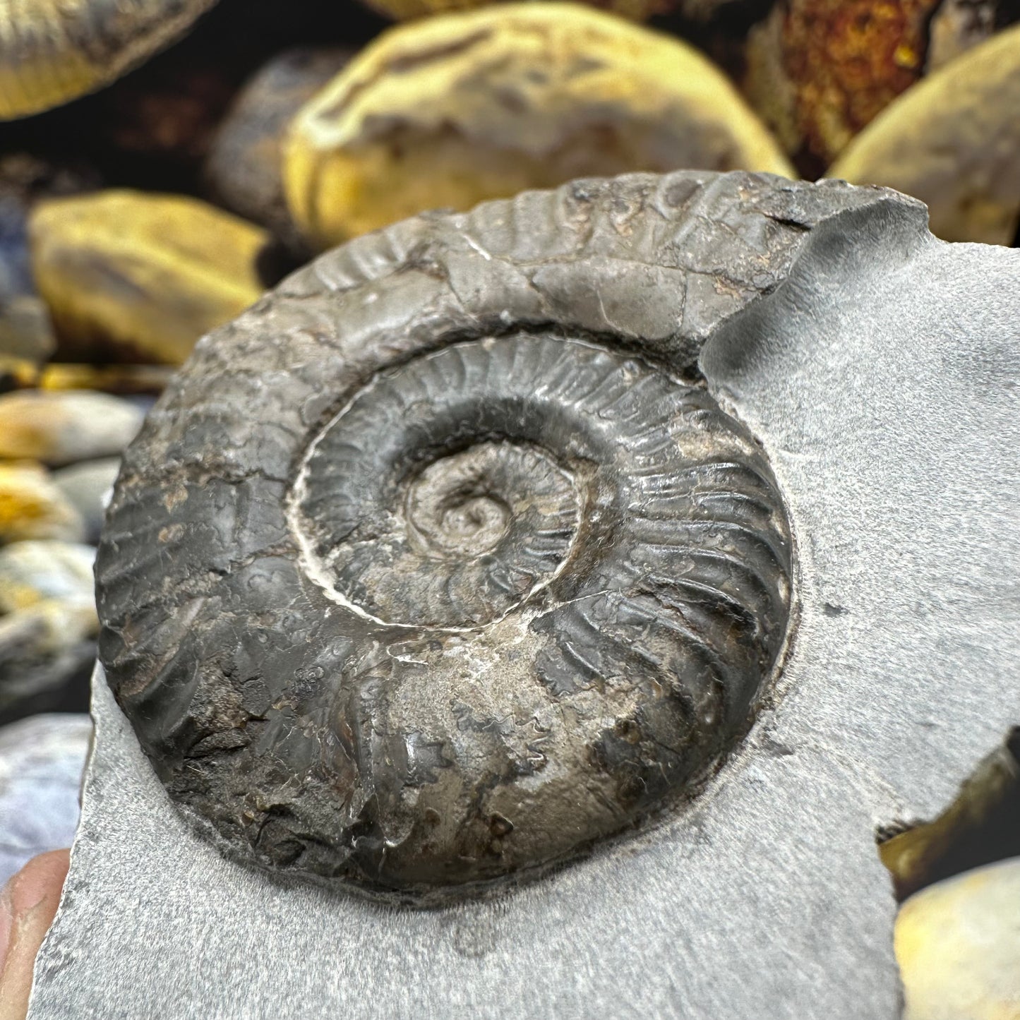 Grammoceras thoaurense ammonite shell fossil - Whitby, North Yorkshire