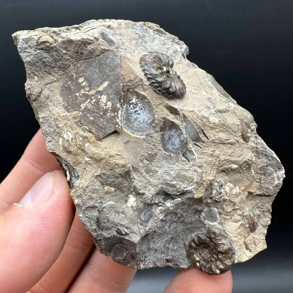 Amaltheus subnodosus Ammonite fossil with stand - Whitby, North Yorkshire Jurassic Coast Yorkshire Fossils