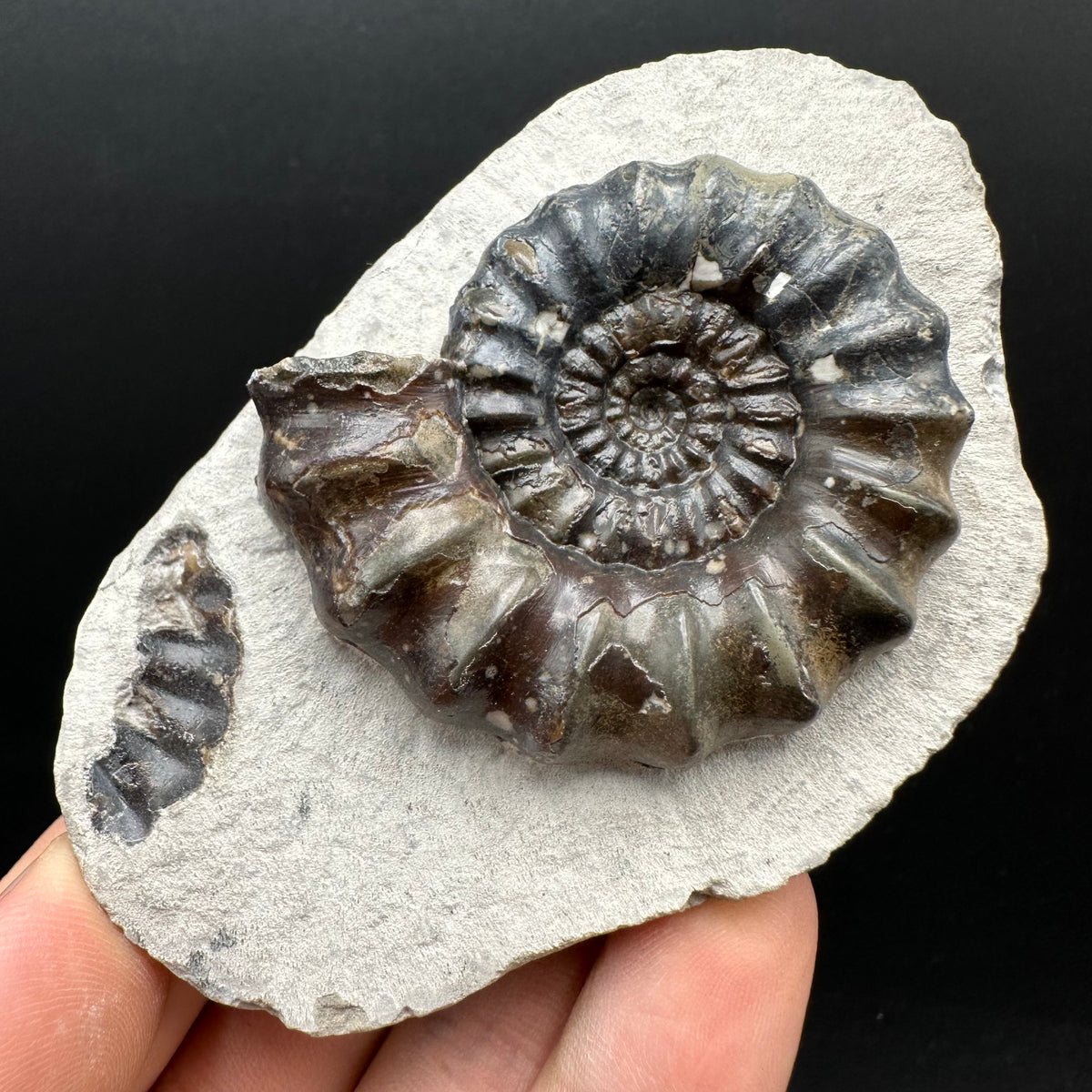 Androgynoceras maculatum ammonite fossil with box and stand - Whitby, North Yorkshire Jurassic Coast Yorkshire Fossils