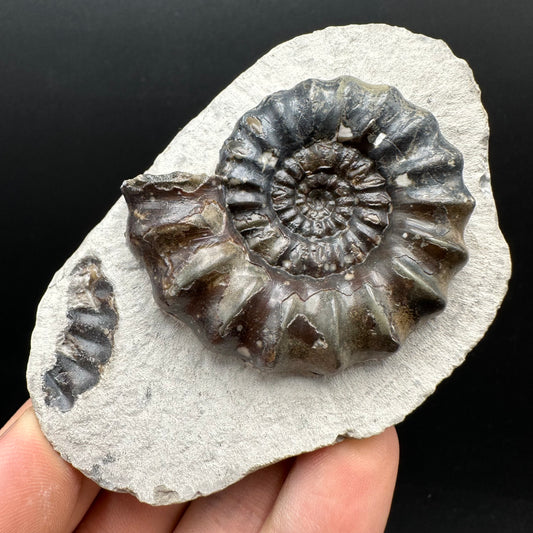 Androgynoceras maculatum ammonite fossil with box and stand - Whitby, North Yorkshire Jurassic Coast Yorkshire Fossils