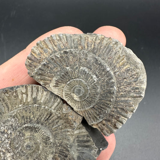 Dactylioceras imprint (negative) bundle ammonite shell fossil with box - Whitby, North Yorkshire, Yorkshire Fossils