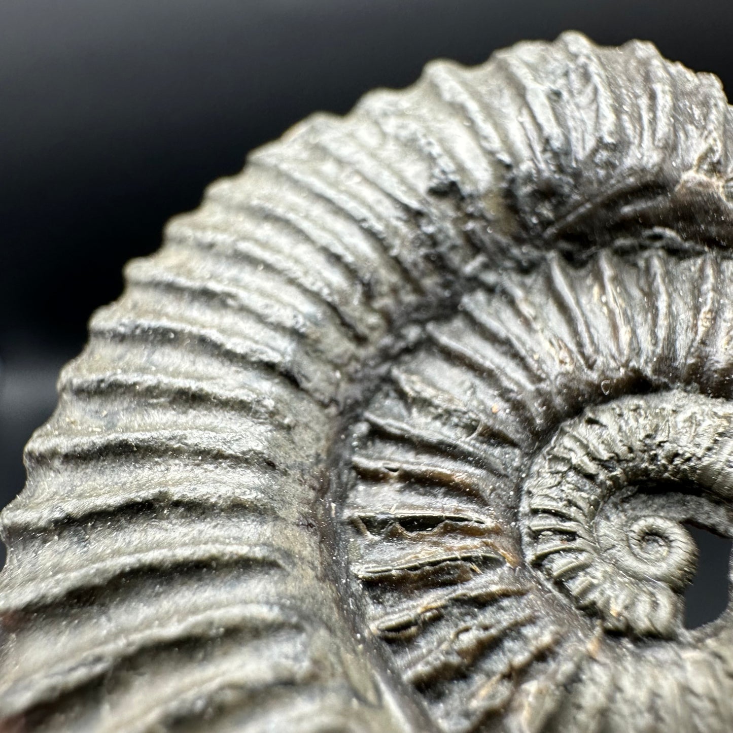 Schlothemia sp. ammonite fossil with tin and stand - Whitby, North Yorkshire Jurassic Coast, Yorkshire fossils