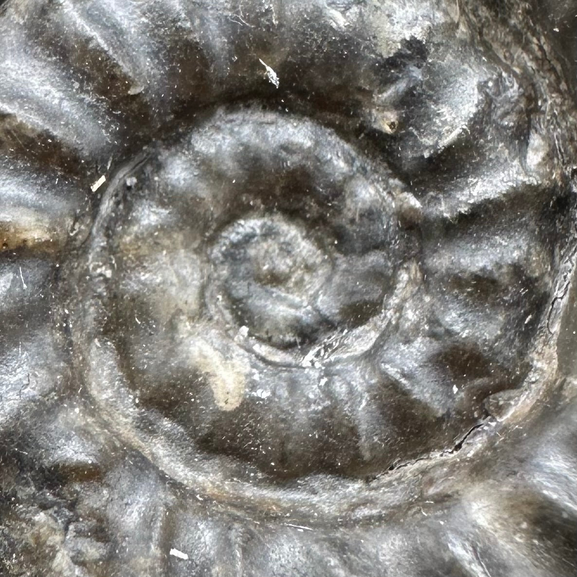 Eugassiceras Ammonite shell fossil with box and stand - Whitby, North Yorkshire Jurassic Coast Yorkshire Fossils