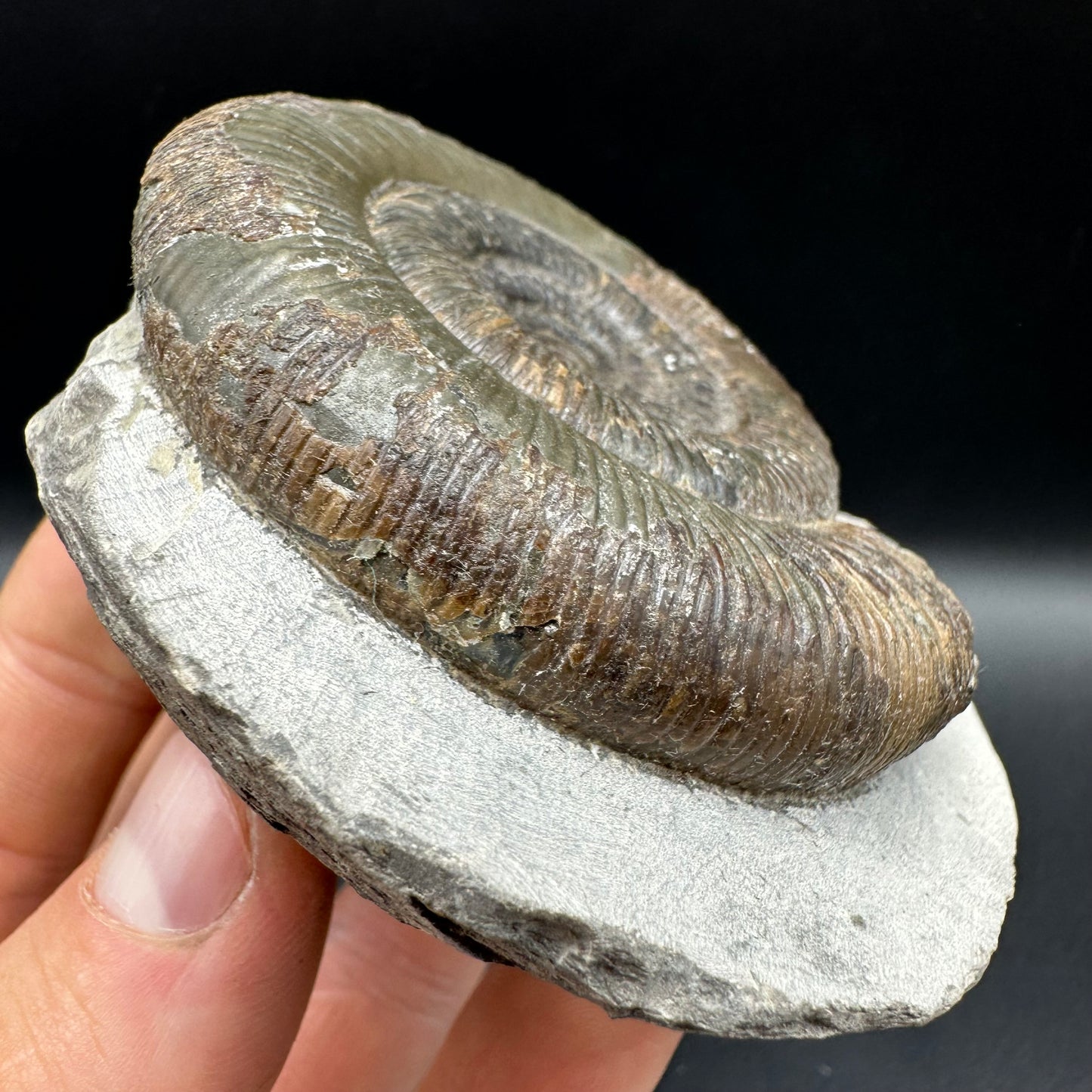 Dactylioceras tenuicostatum Ammonite fossil with box and stand - Whitby, North Yorkshire Jurassic Coast