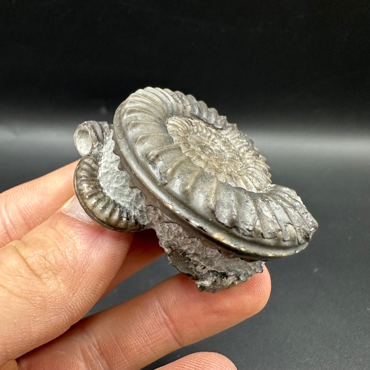 Arnioceras ammonite shell fossil with box and stand - Whitby, North Yorkshire Jurassic Coast Yorkshire Fossils