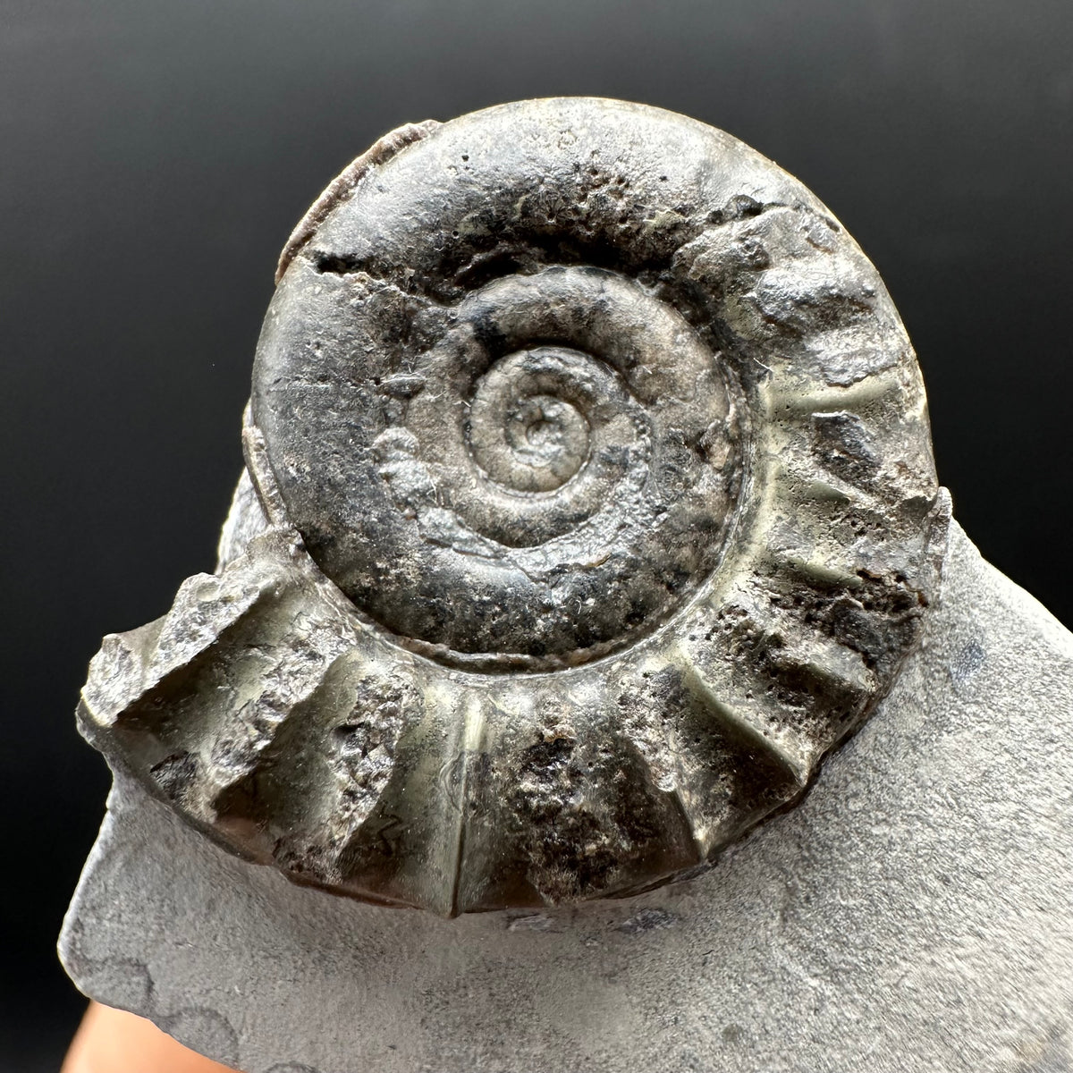 Arnioceras ammonite shell fossil with box and stand - Whitby, North Yorkshire Jurassic Coast Yorkshire Fossils