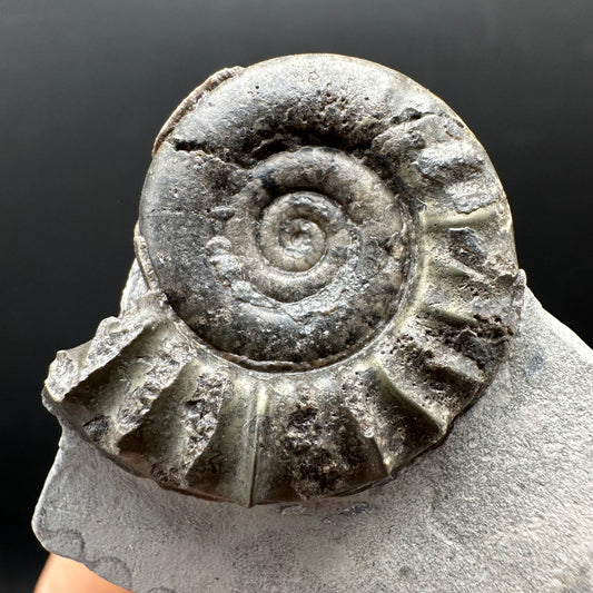Arnioceras ammonite shell fossil with box and stand - Whitby, North Yorkshire Jurassic Coast Yorkshire Fossils