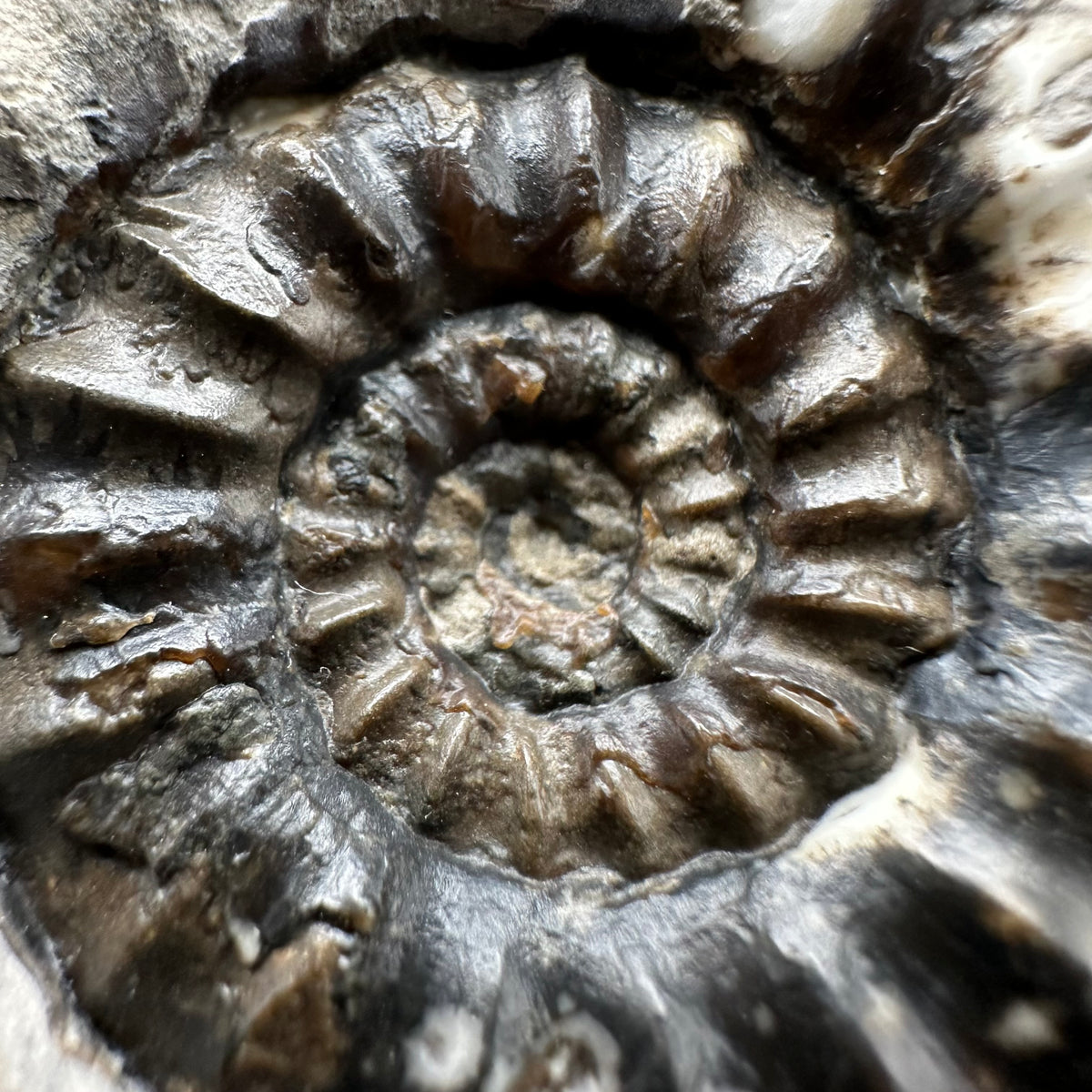 Androgynoceras maculatum ammonite fossil with box and stand - Whitby, North Yorkshire Jurassic Coast Yorkshire Fossils