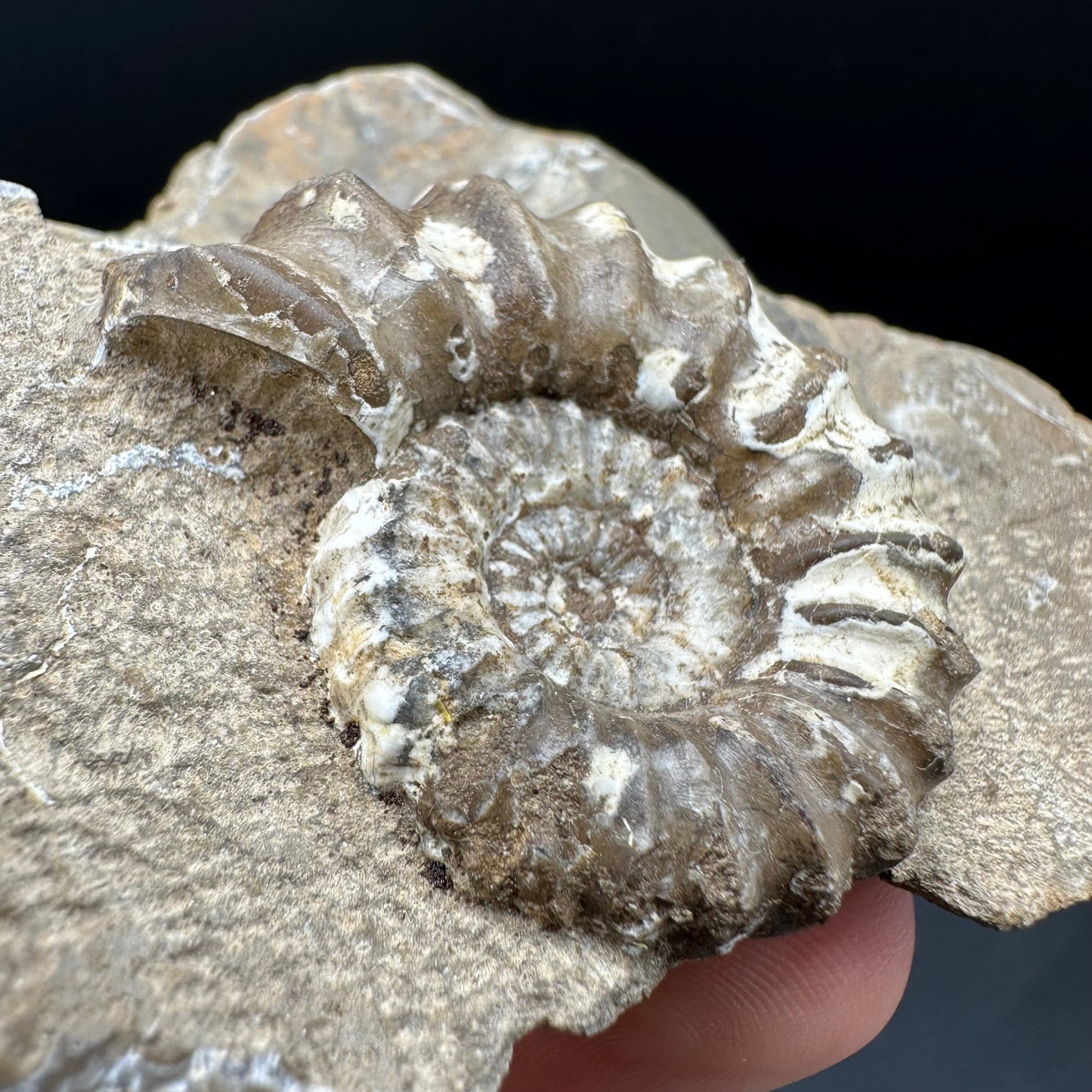 Androgynoceras capricornus Ammonite Fossil With Box And Stand - Whitby, North Yorkshire Jurassic Coast Yorkshire Fossils