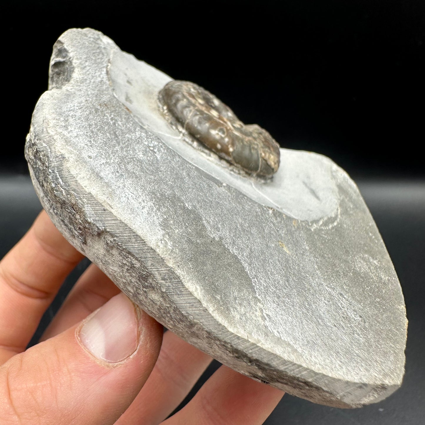 Hildoceras Bifrons Ammonite fossil with box and stand - Whitby, North Yorkshire Jurassic Coast, Yorkshire Fossils from the Jurassic Coast