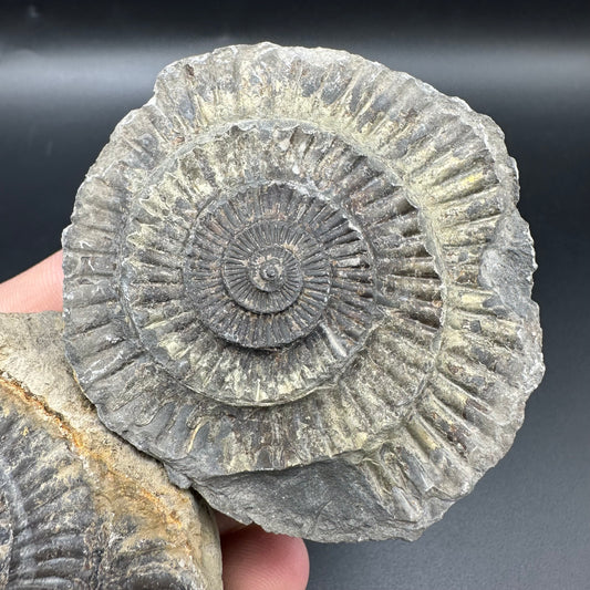 Dactylioceras imprint (negative) bundle ammonite shell fossil - Whitby, North Yorkshire, Yorkshire Fossils