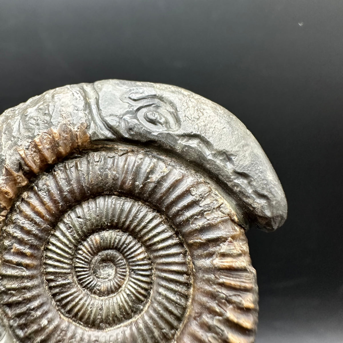 Snakestone Ammonite Fossil With Bag/Box And Stand - Whitby, North Yorkshire Jurassic Coast Yorkshire Fossils