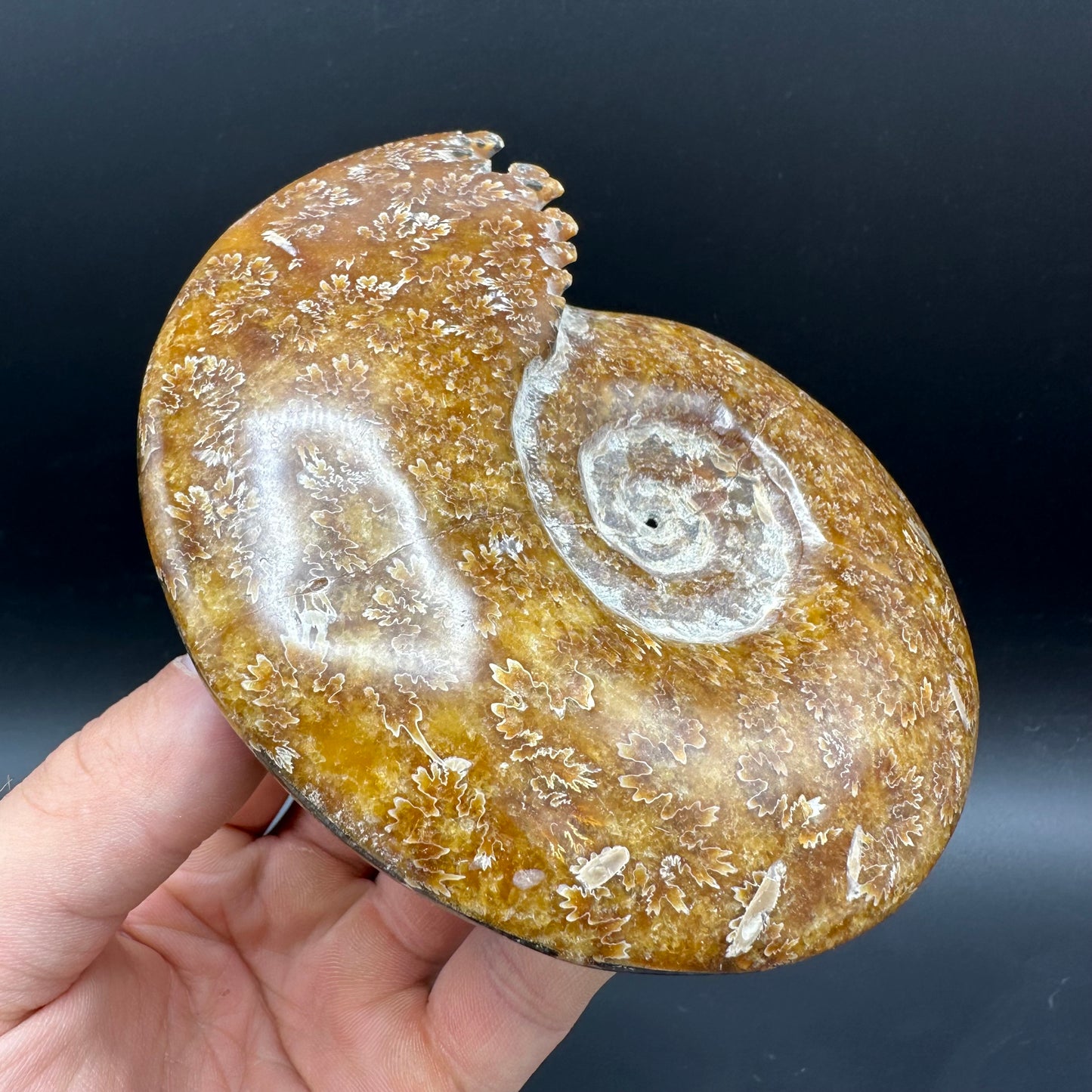 Cleoniceras Ammonite Fossil With Box And Stand - Cretaceous Ammonite Madagascar