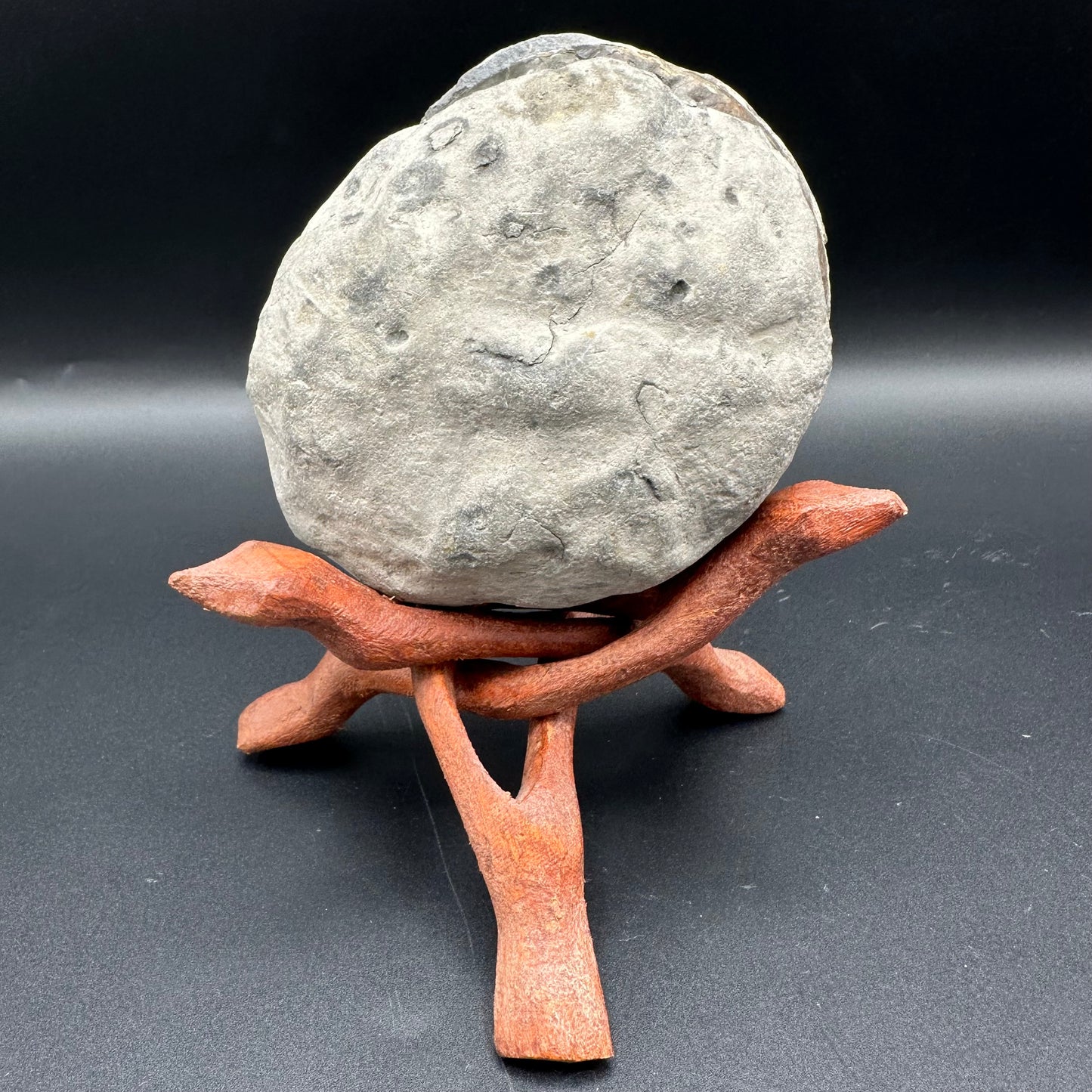 Hildoceras lusitanicum Ammonite Nodule (split pair) Fossil With Box And Stand - Whitby, North Yorkshire Jurassic Coast Yorkshire Fossils