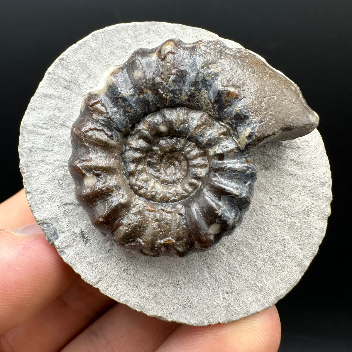 Androgynoceras maculatum ammonite fossil with box and stand - Whitby, North Yorkshire Jurassic Coast Yorkshire Fossils