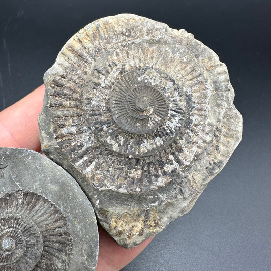 Dactylioceras imprint (negative) bundle ammonite shell fossil with box - Whitby, North Yorkshire, Yorkshire Fossils