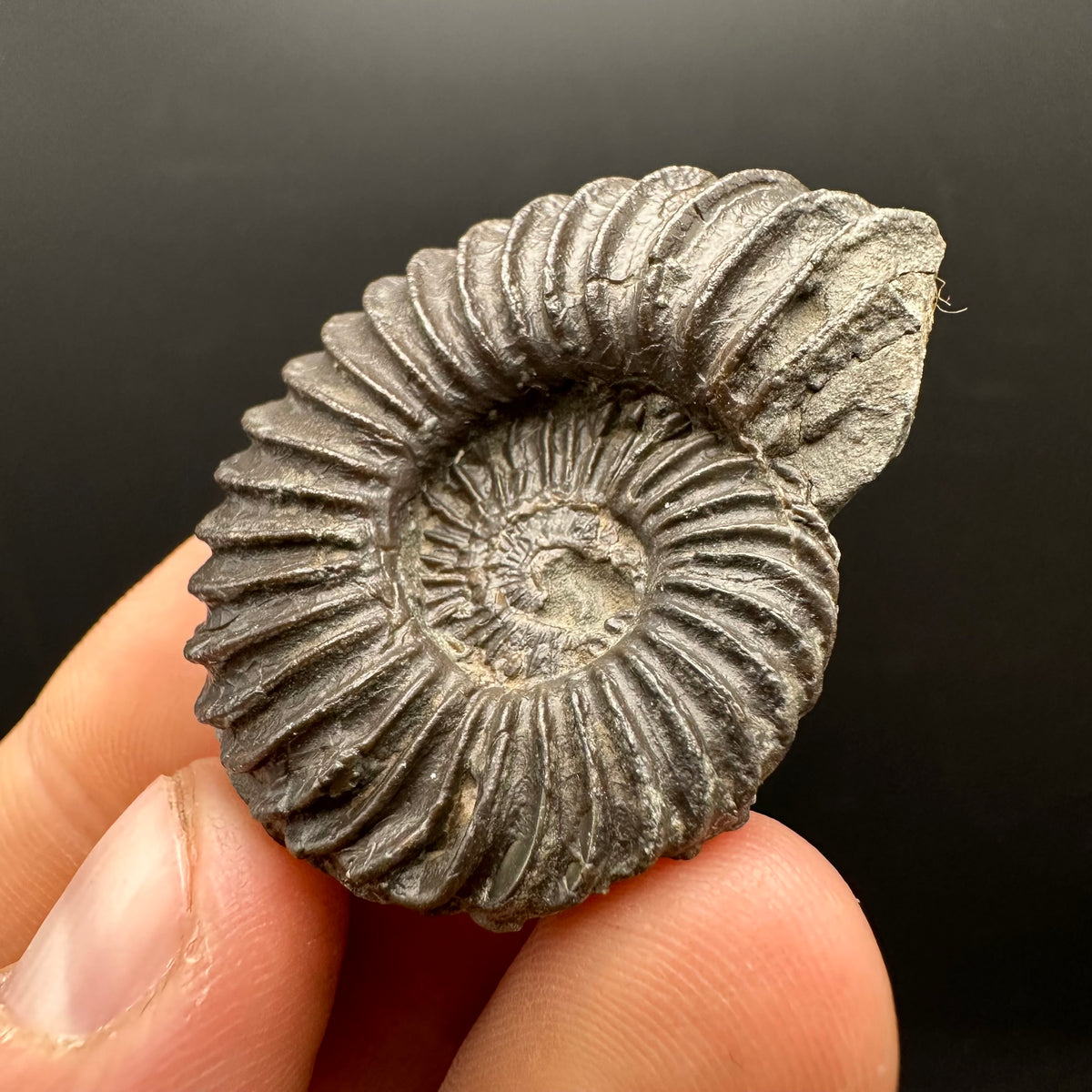 Schlothemia sp. ammonite fossil with box and stand - Whitby, North Yorkshire Jurassic Coast, Yorkshire fossils