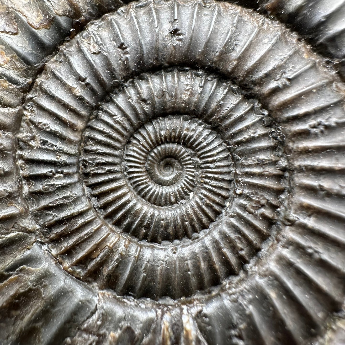 Dactylioceras Ammonite Fossil With Box And Stand - Whitby, North Yorkshire Jurassic Coast Yorkshire Fossils