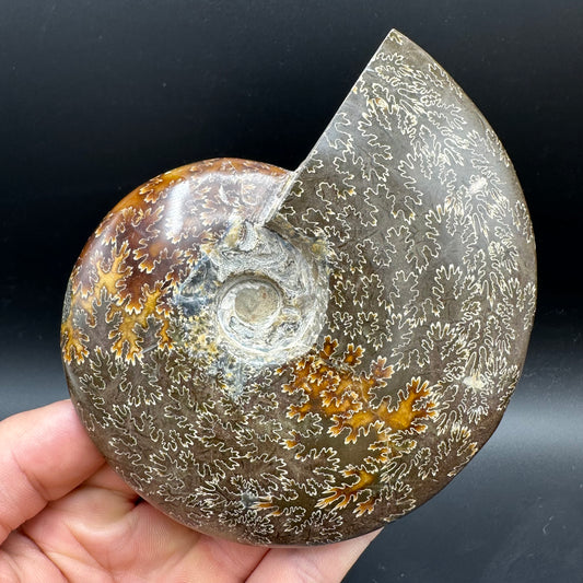 Cleoniceras Ammonite Fossil With Stand - Cretaceous Ammonite Madagascar