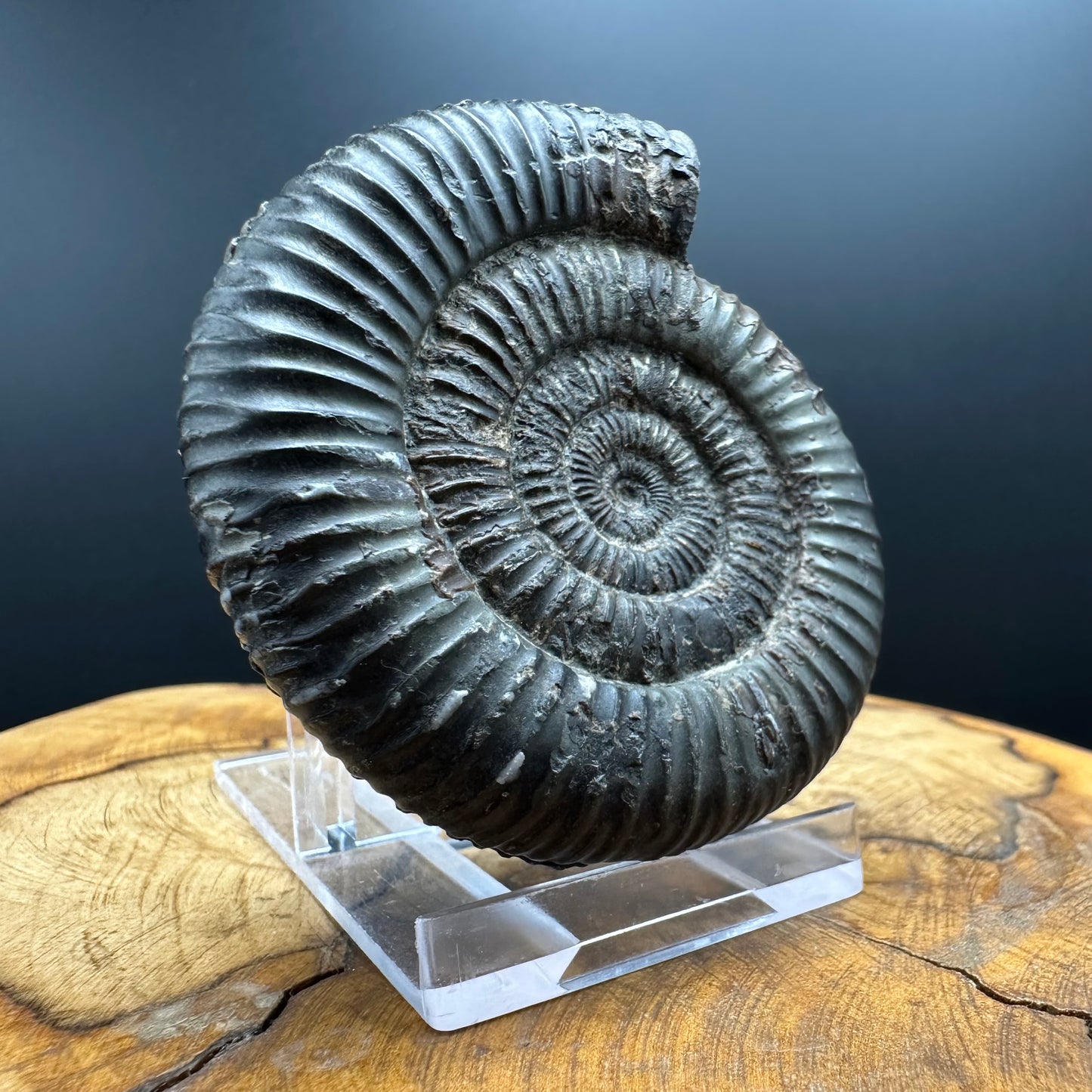 Dactylioceras Ammonite Fossil With box and Stand - Whitby, North Yorkshire Jurassic Coast Yorkshire Fossils
