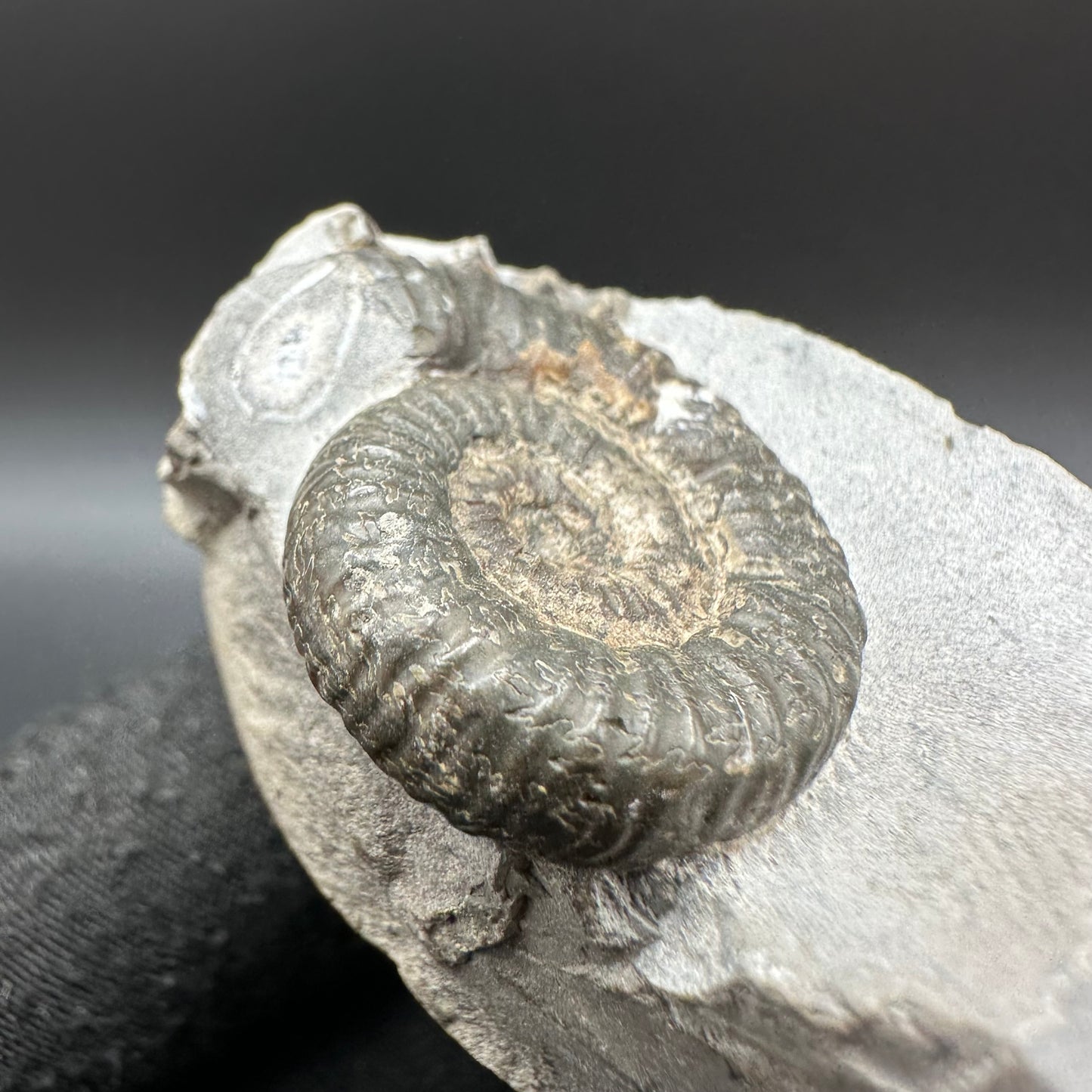 Porpoceras vortex ammonite fossil with box and stand - Whitby, North Yorkshire Jurassic Coast, Yorkshire fossils