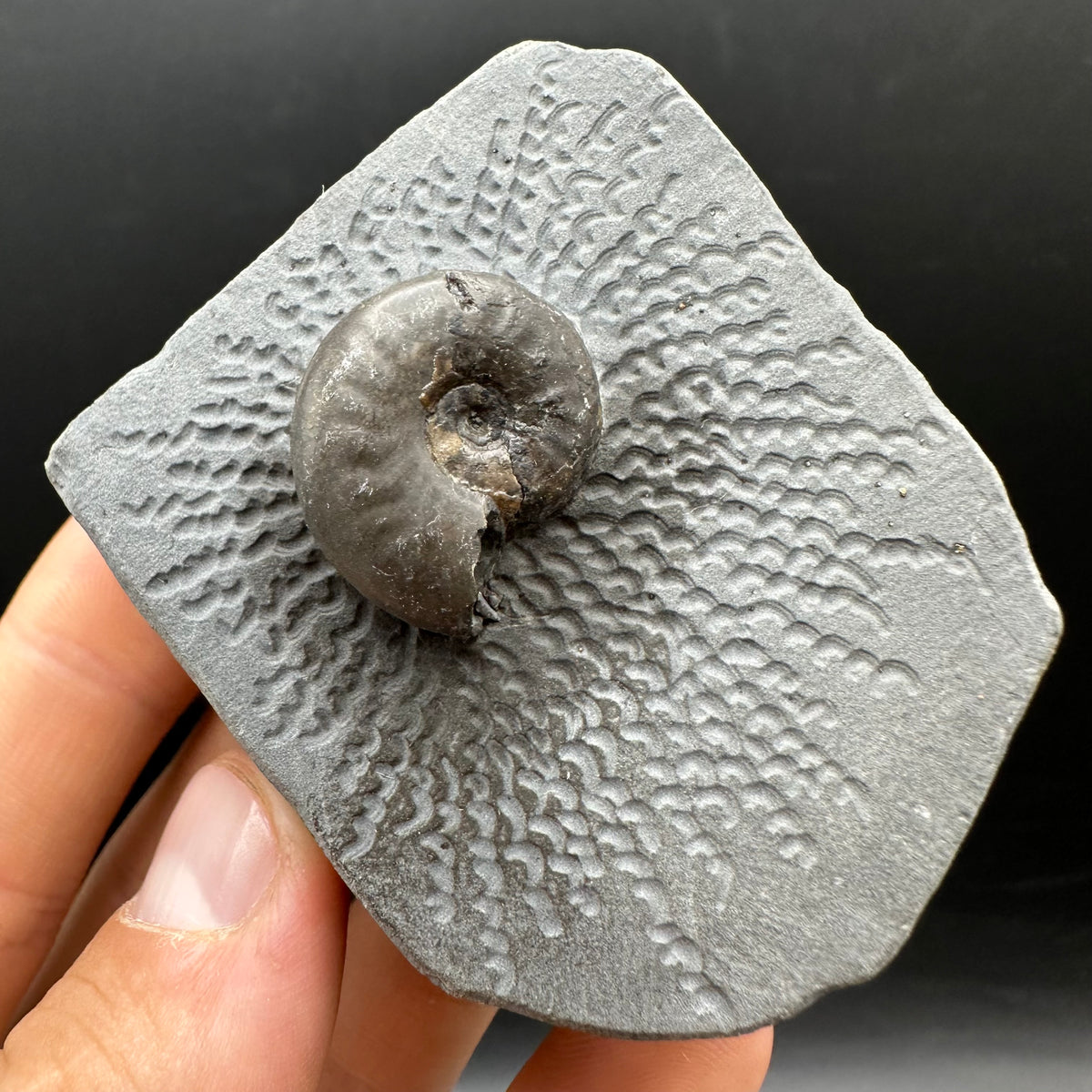 Eleganticeras Elegantulum ammonite fossil with box and stand - Whitby, North Yorkshire Jurassic Coast, Yorkshire Fossils