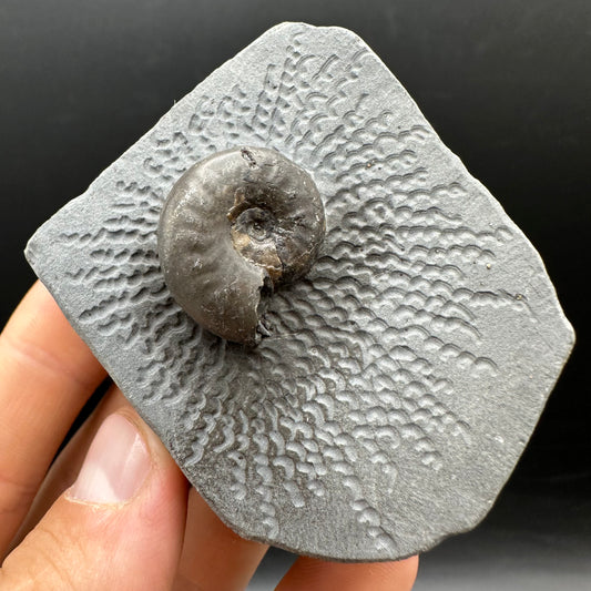Eleganticeras Elegantulum ammonite fossil with box and stand - Whitby, North Yorkshire Jurassic Coast, Yorkshire Fossils