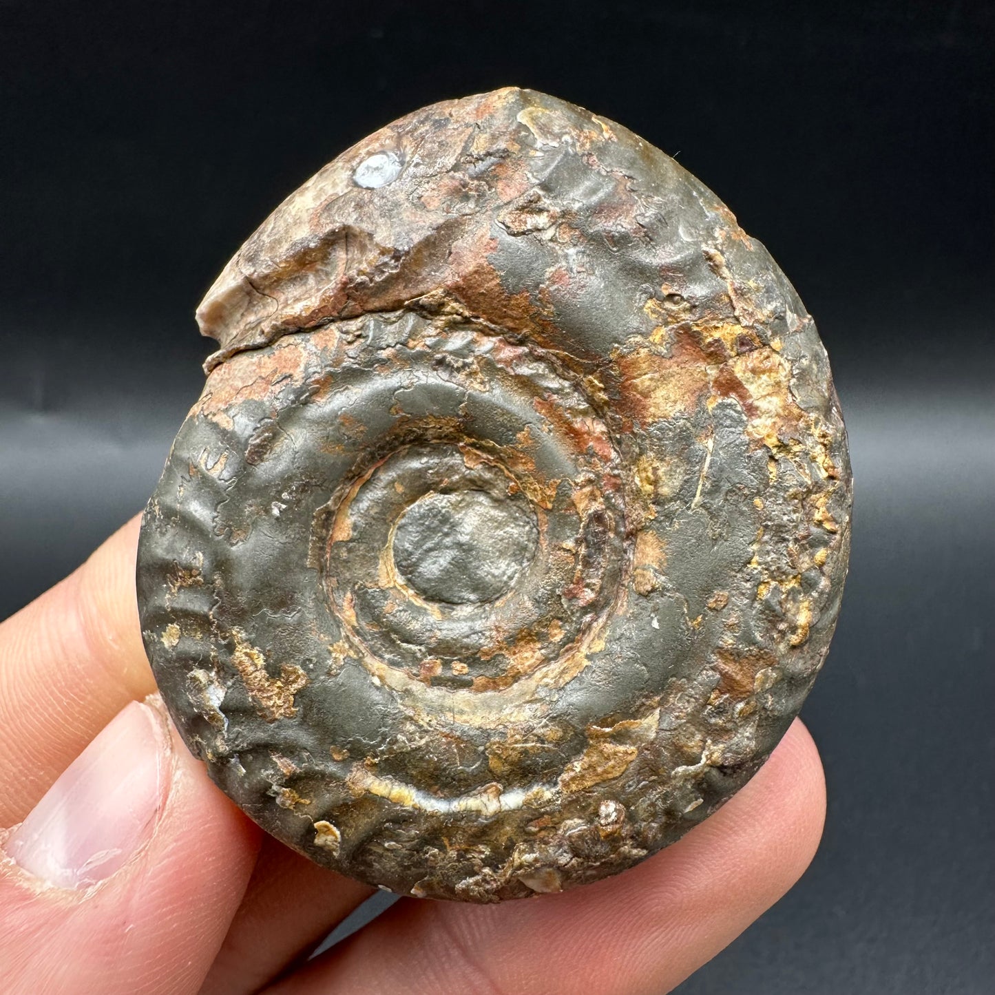 Snakestone Ammonite Fossil With Bag/Box And Stand - Whitby, North Yorkshire Jurassic Coast Yorkshire Fossils
