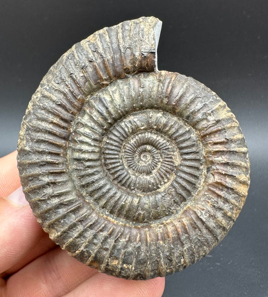 Dactylioceras Ammonite Fossil With Box And Stand - Whitby, North Yorkshire Jurassic Coast Yorkshire Fossils