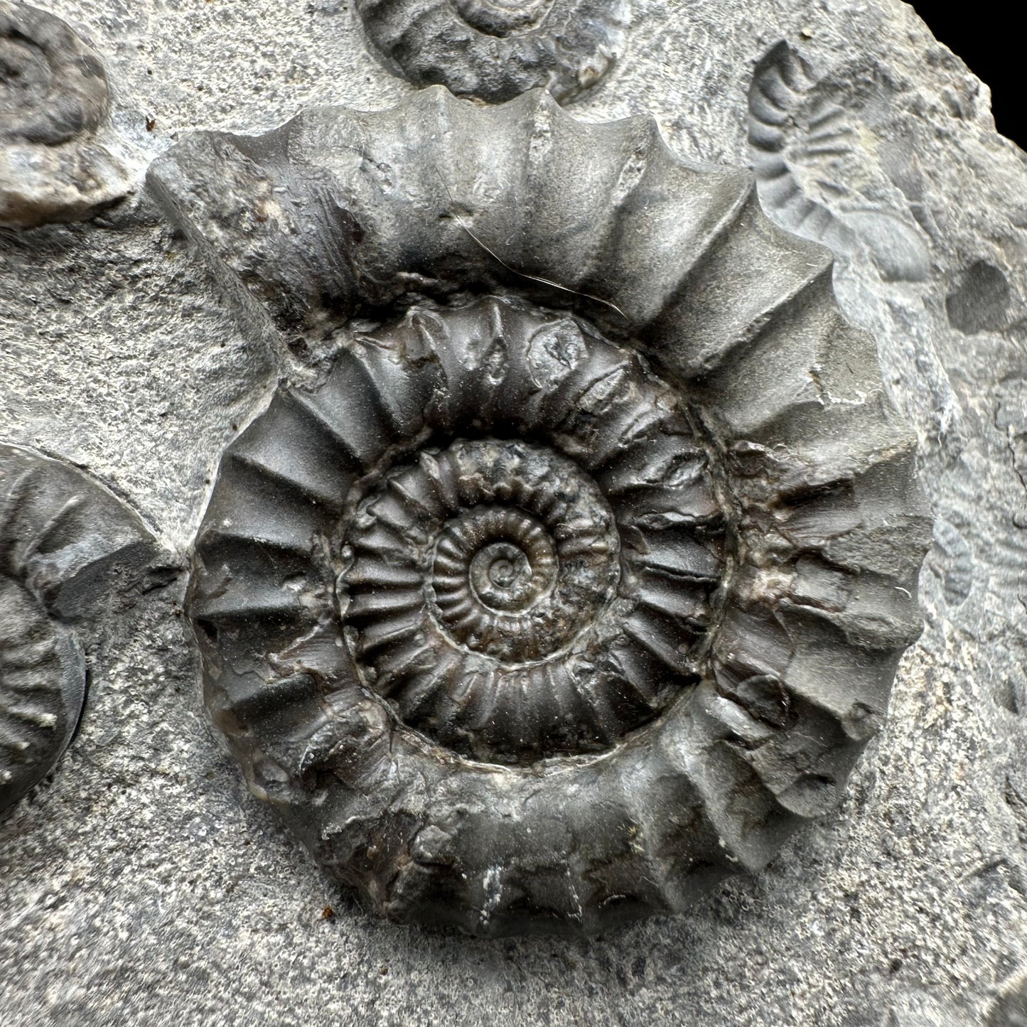 Arnioceras ammonite shell fossil with box and stand - Whitby, North Yorkshire Jurassic Coast Yorkshire Fossils