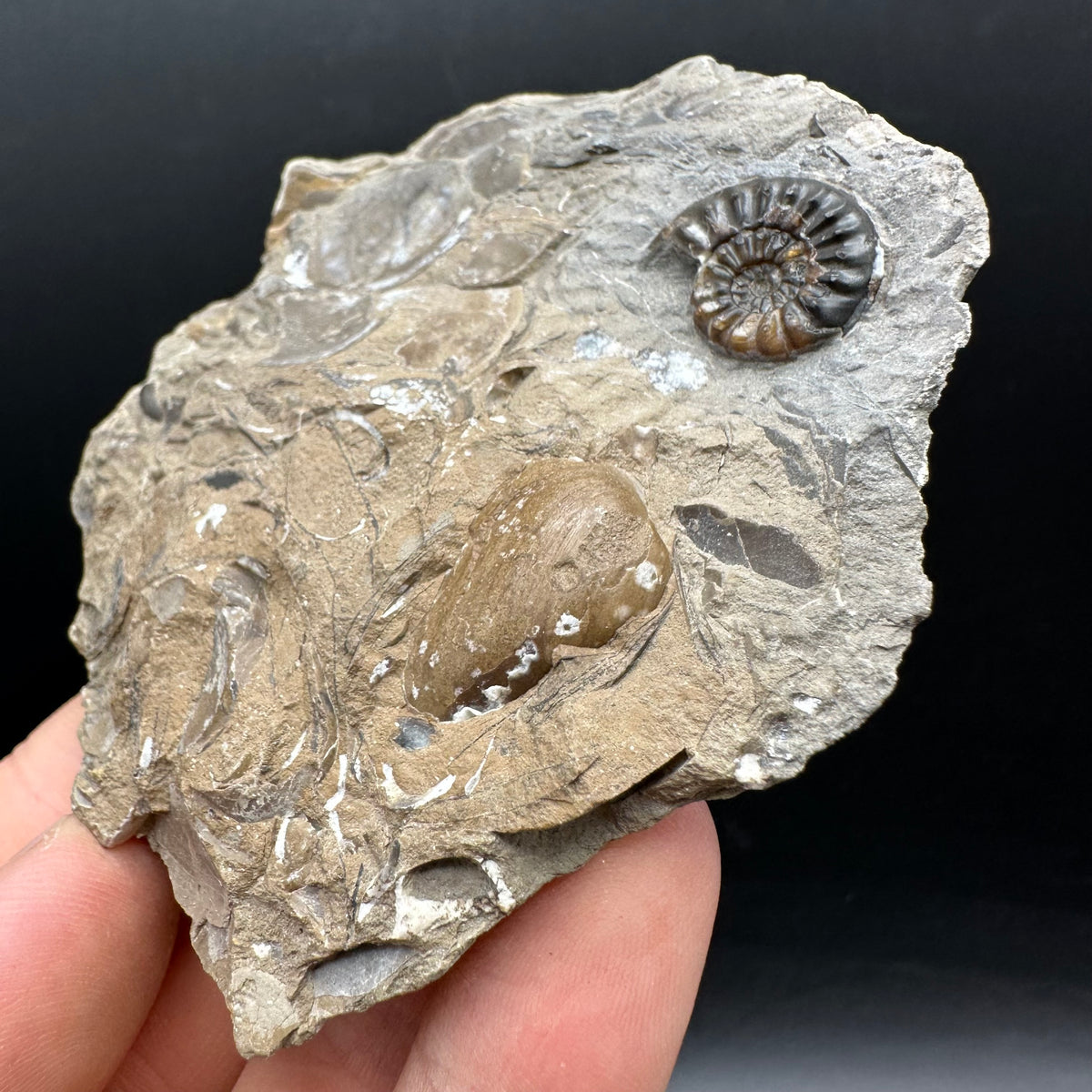Amaltheus subnodosus Ammonite fossil with stand - Whitby, North Yorkshire Jurassic Coast Yorkshire Fossils