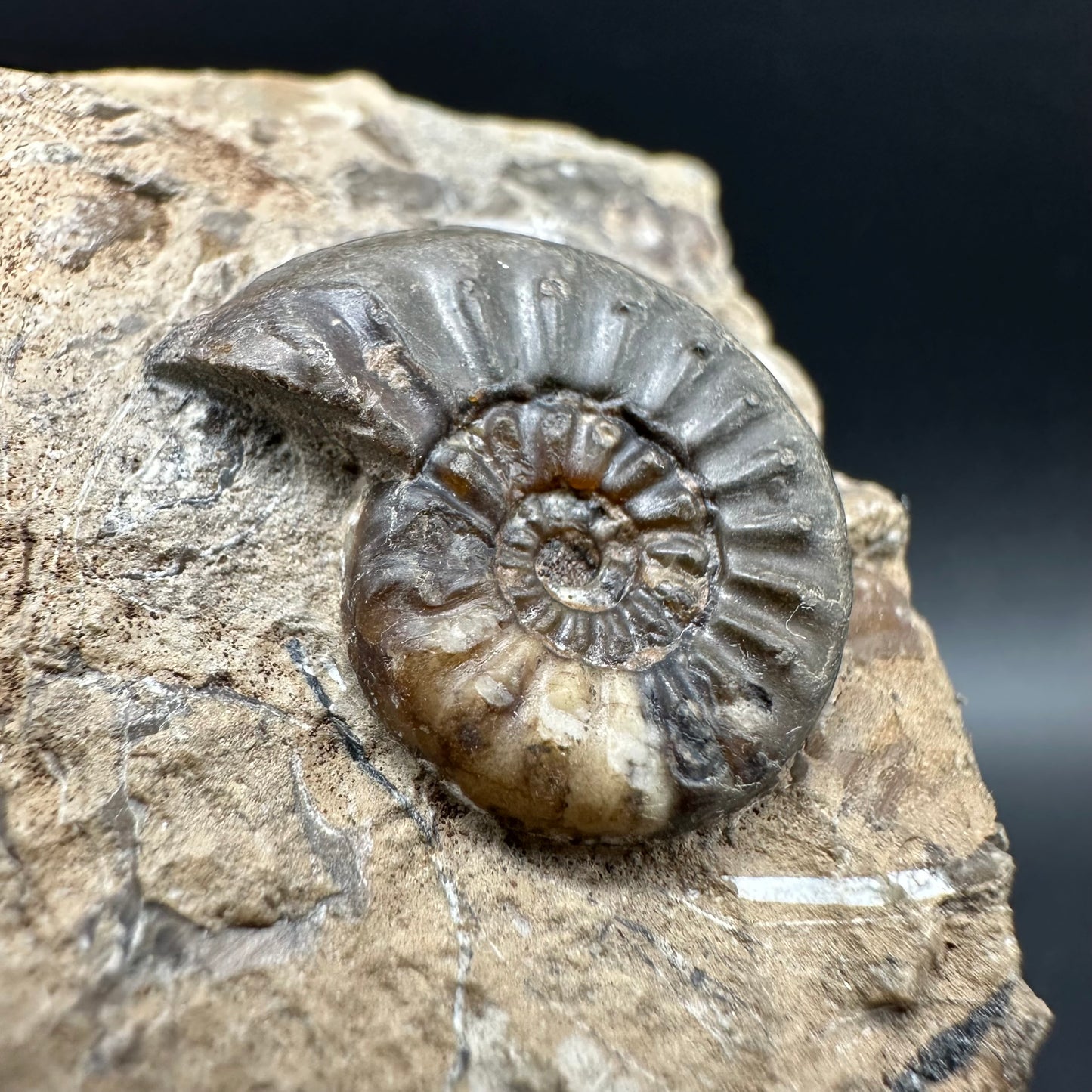 Amaltheus subnodosus Ammonite fossil with box and stand - Whitby, North Yorkshire Jurassic Coast Yorkshire Fossils