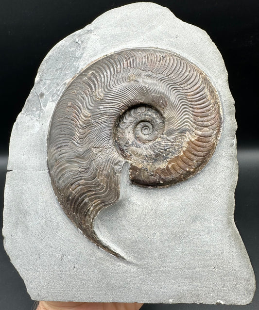 Harpoceras Sp. Ammonite fossil - Whitby, North Yorkshire Jurassic Coast Yorkshire Fossils