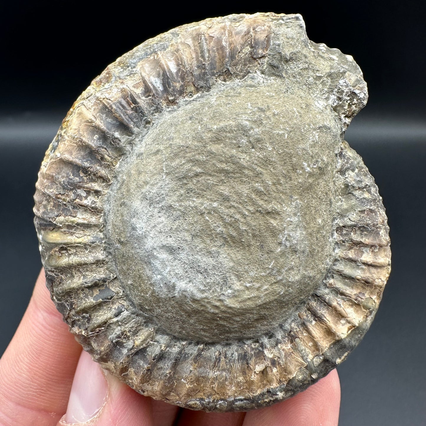 Dactylioceras Ammonite Fossil With Box And Stand - Whitby, North Yorkshire Jurassic Coast Yorkshire Fossils