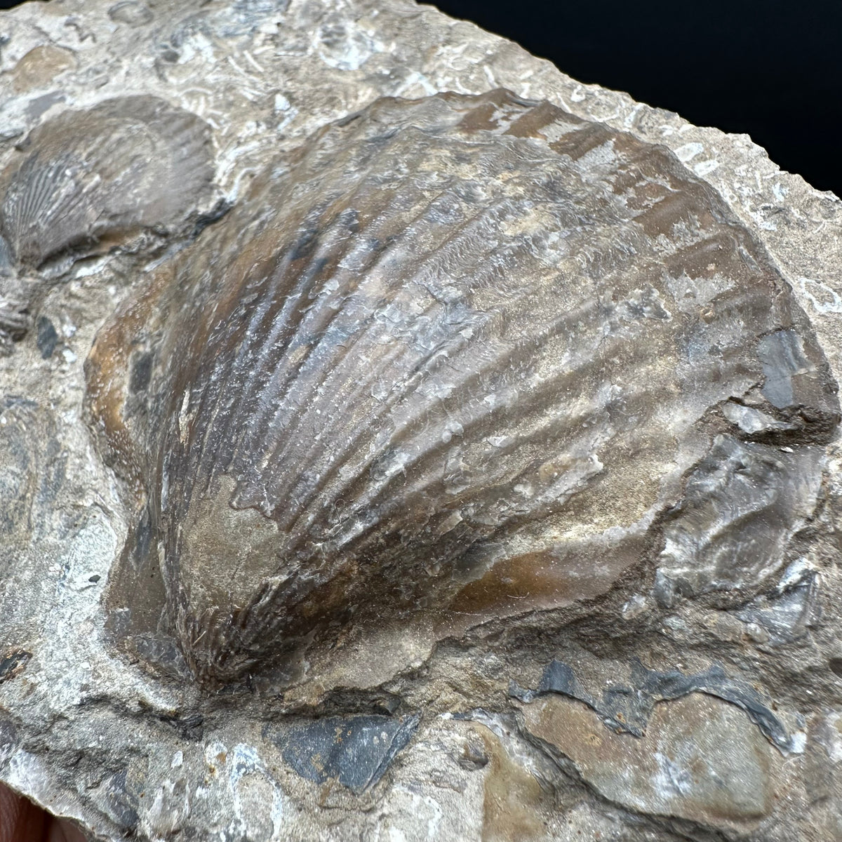 Shell fossil with stand - Whitby, North Yorkshire, Jurassic Coast, Yorkshire Fossils