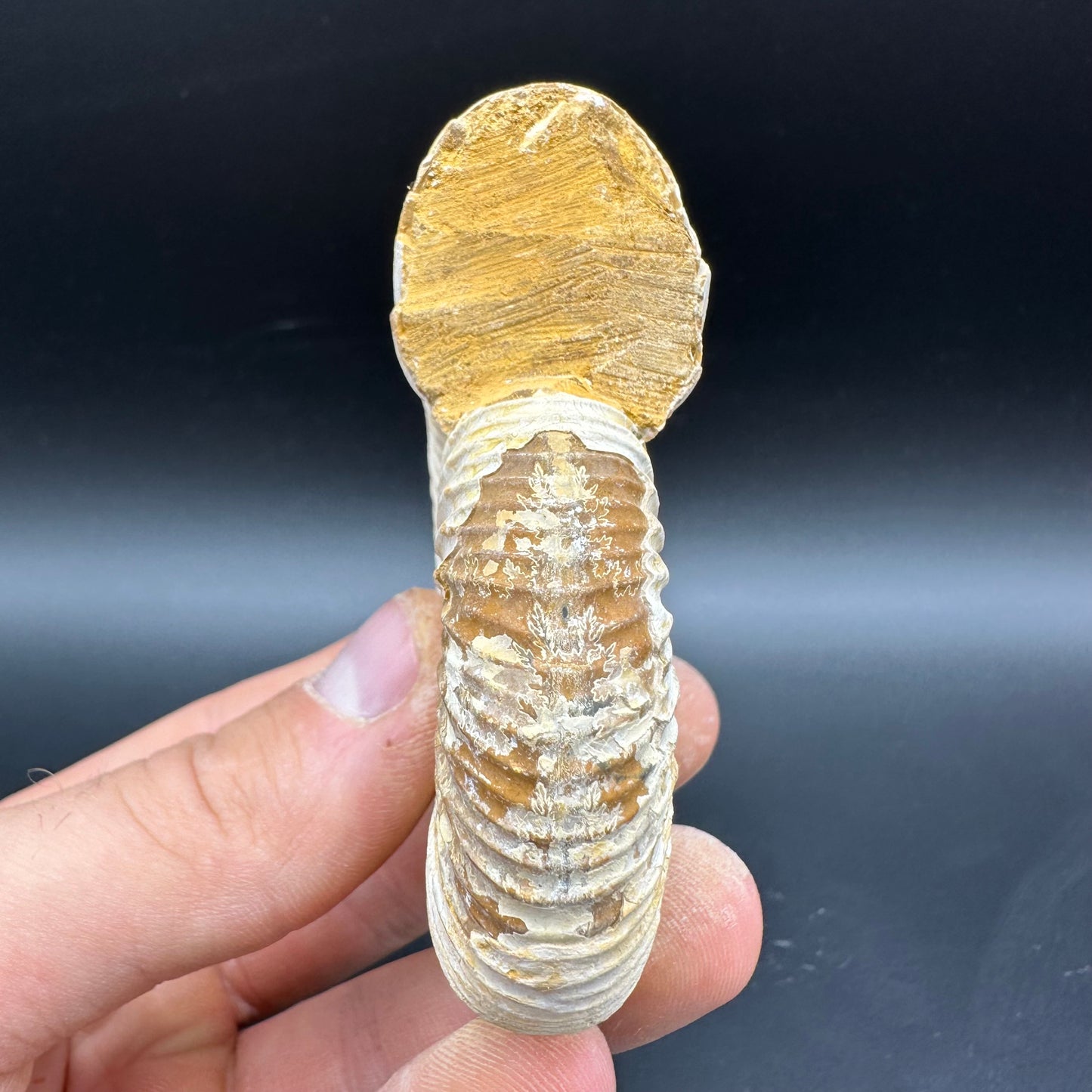 Dichotomosphinctes Ammonite Fossil With Box And Stand - Middle Jurassic Ammonite Madagascar