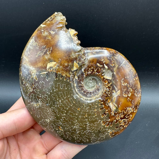 Cleoniceras Ammonite Fossil With Box And Stand - Cretaceous Ammonite Madagascar