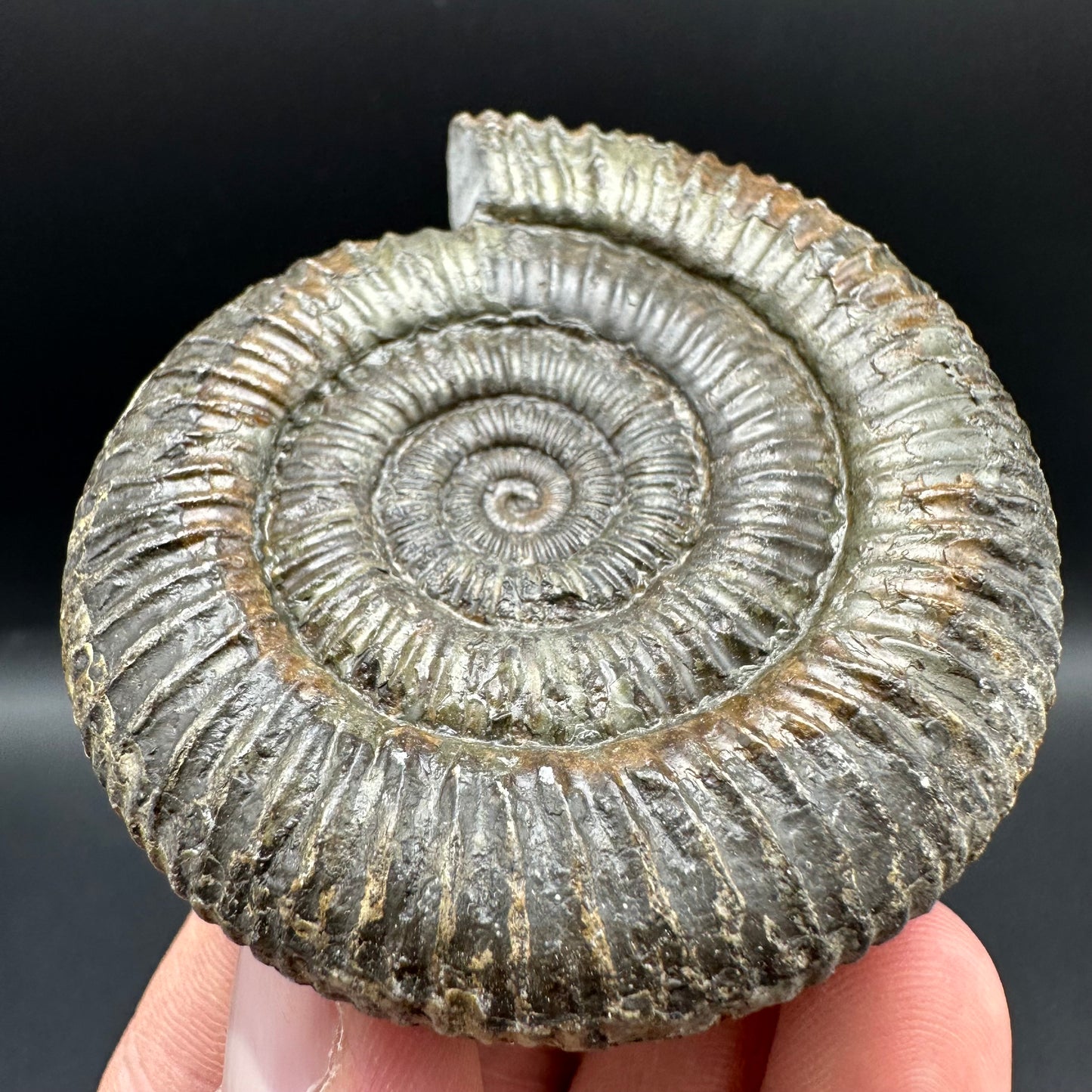 Dactylioceras Ammonite Fossil With Box And Stand - Whitby, North Yorkshire Jurassic Coast Yorkshire Fossils