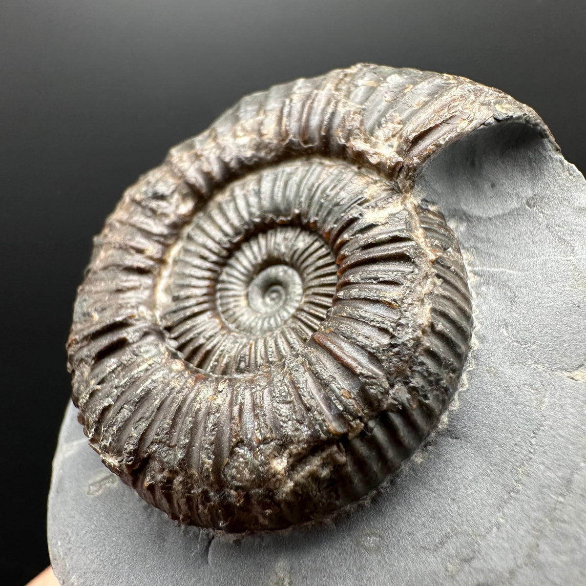 Dactylioceras Ammonite Fossil With Stand - Whitby, North Yorkshire Jurassic Coast Yorkshire Fossils