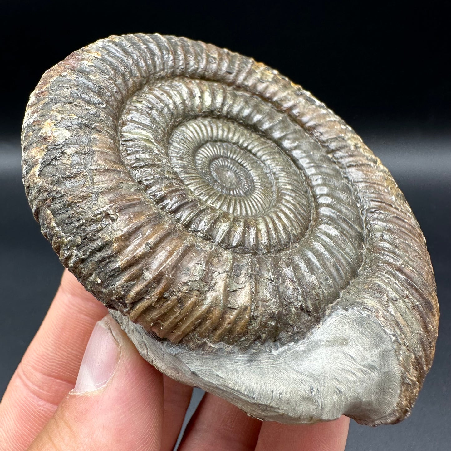 Dactylioceras Ammonite Fossil With Box And Stand - Whitby, North Yorkshire Jurassic Coast Yorkshire Fossils