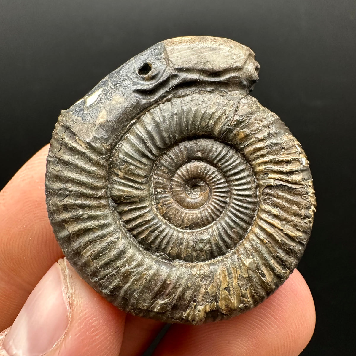Snakestone Ammonite Fossil With Bag/Box And Stand - Whitby, North Yorkshire Jurassic Coast Yorkshire Fossils